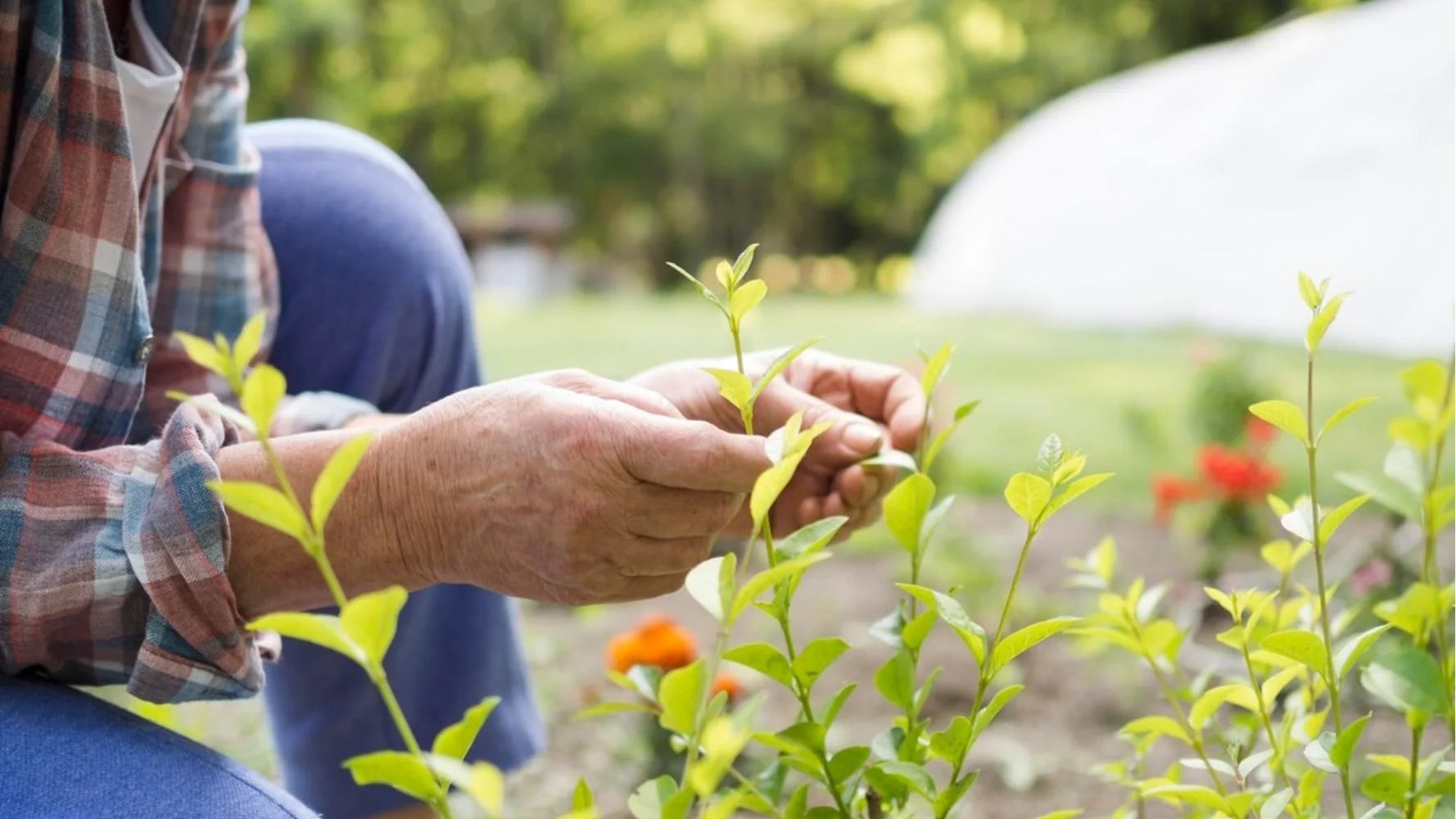 The Environmental Impact of a Vegan Diet: How Plant-Based Eating Benefits the Planet